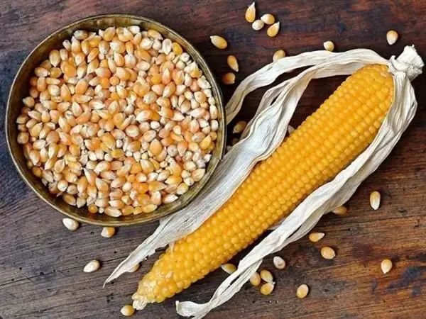 Yellow Corn (Field Maize)