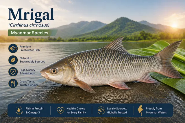 Mrigal – Freshwater