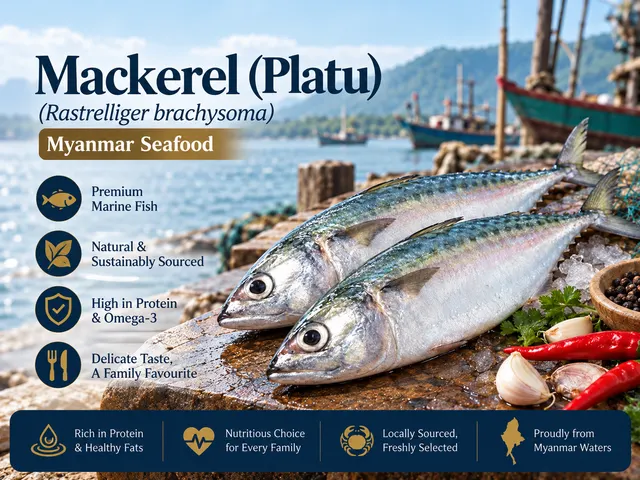 Mackerel (Platu) – Seawater
