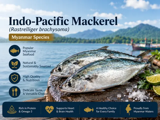 Indo-Pacific Mackerel